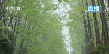 安徽合肥 生态修复草木盛 林水相间绿意浓